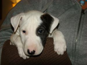 AKCEnglishBullTerrierPups